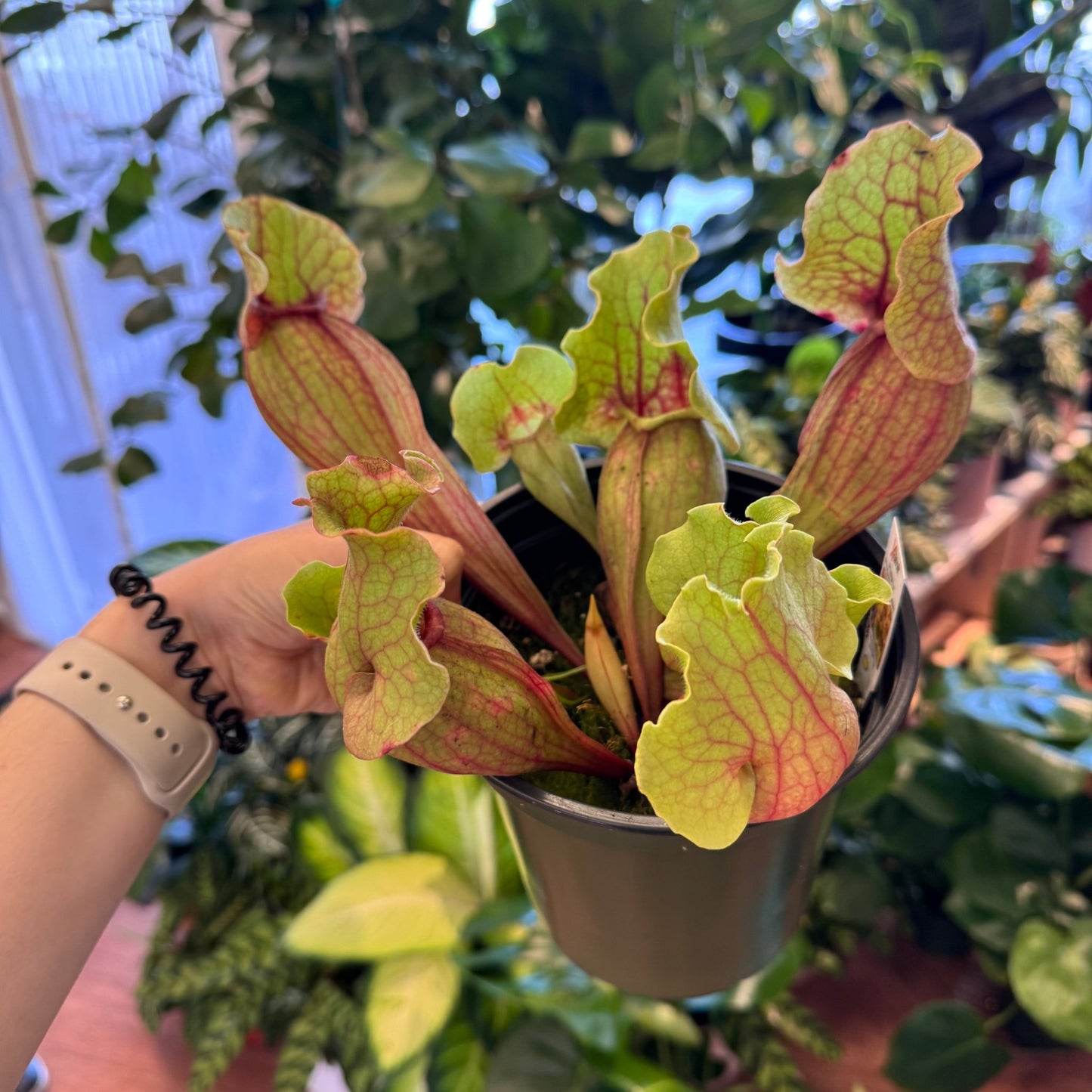 Sarracenia purpurea - The Plant Lady SF