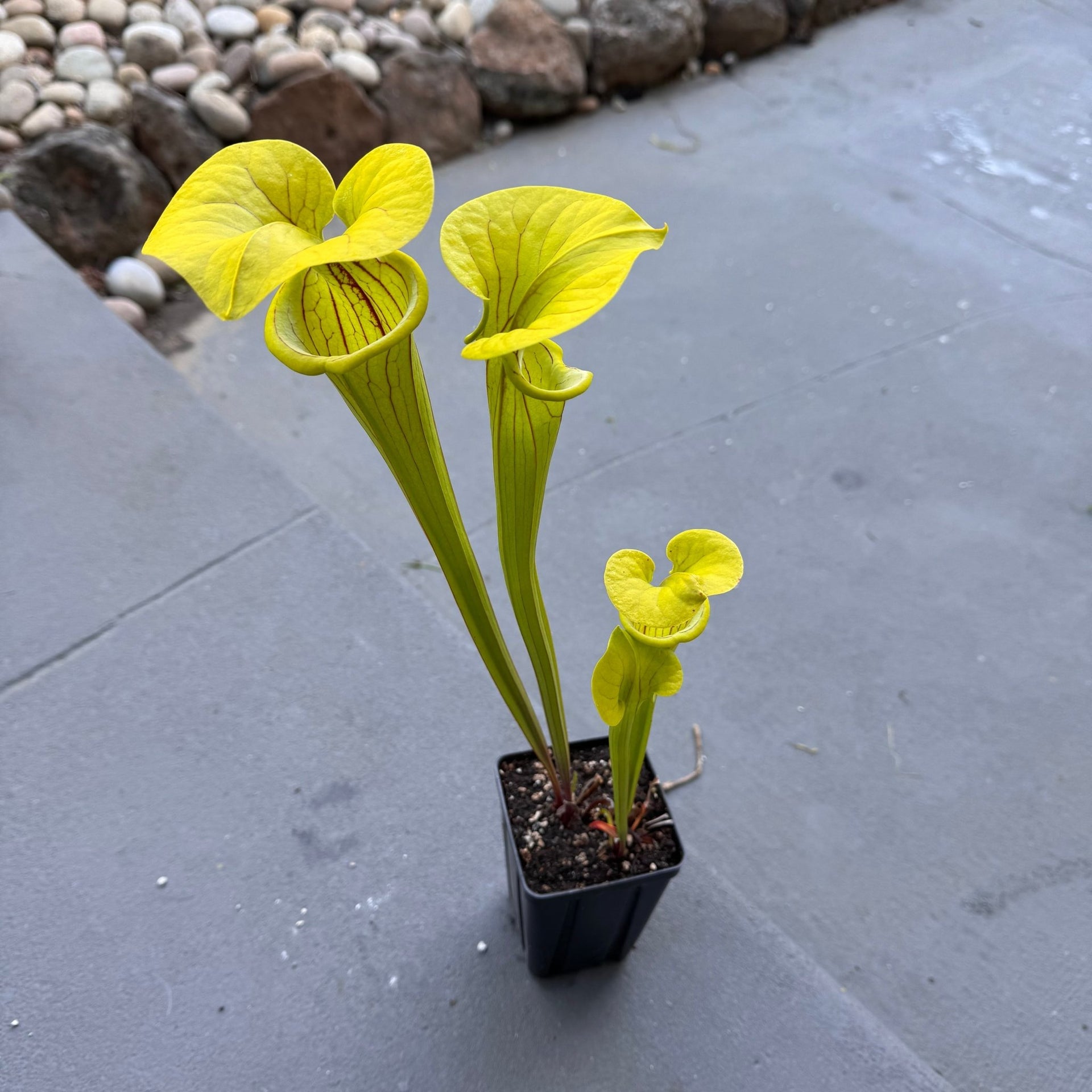 Sarracenia x 'Doreen's Colossus' - 4"