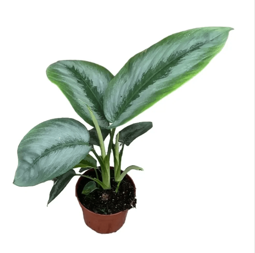 Schismatoglottis ‘Silver Borneo’ - The Plant Lady SF