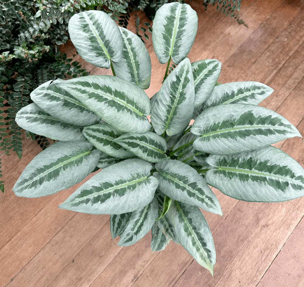 Schismatoglottis ‘Silver Borneo’ - The Plant Lady SF