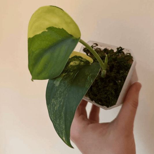 Scindapsus pictus "Jade Satin" var. aurea - varieagata - The Plant Lady SF