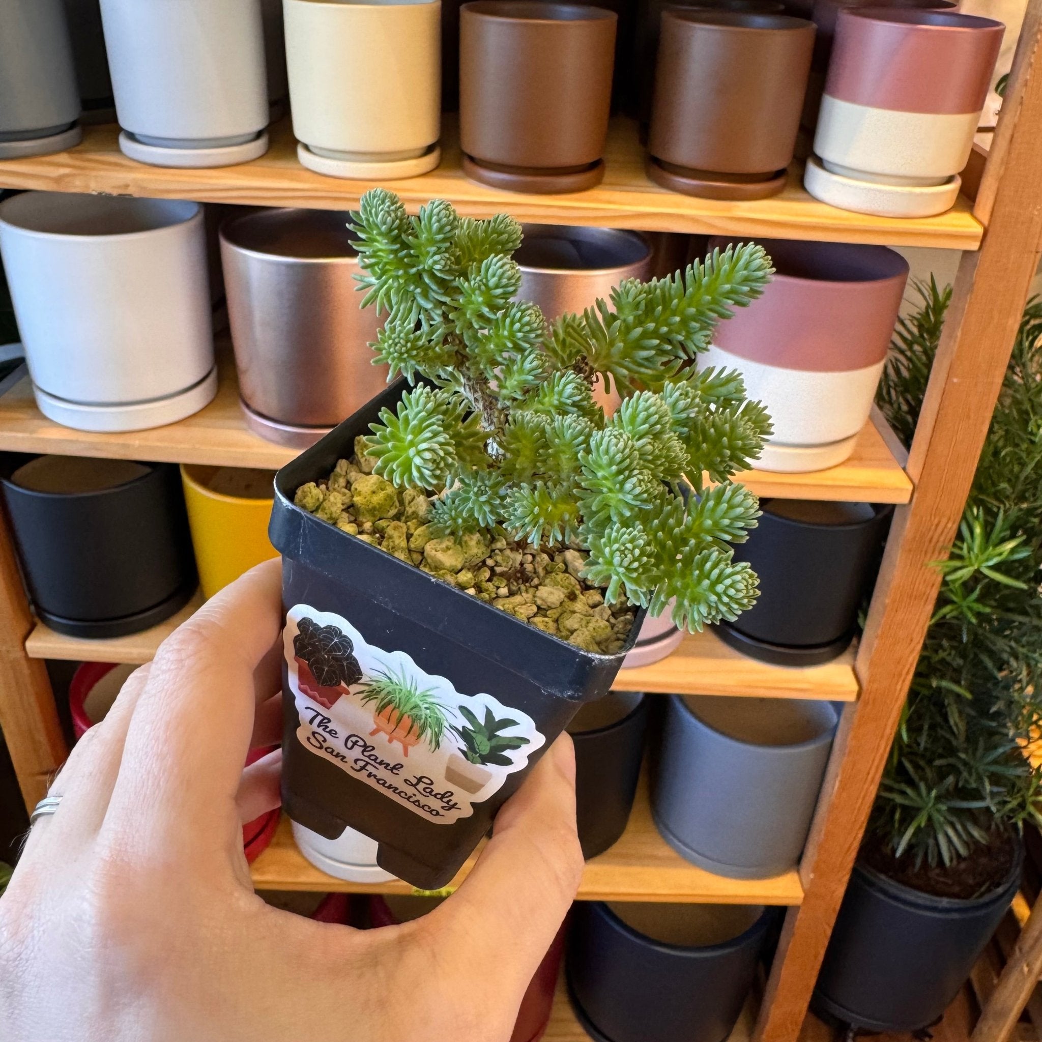 mm_miniplantsです Sedum multiceps (Mini Joshua Tree) – The Plant Lady SF