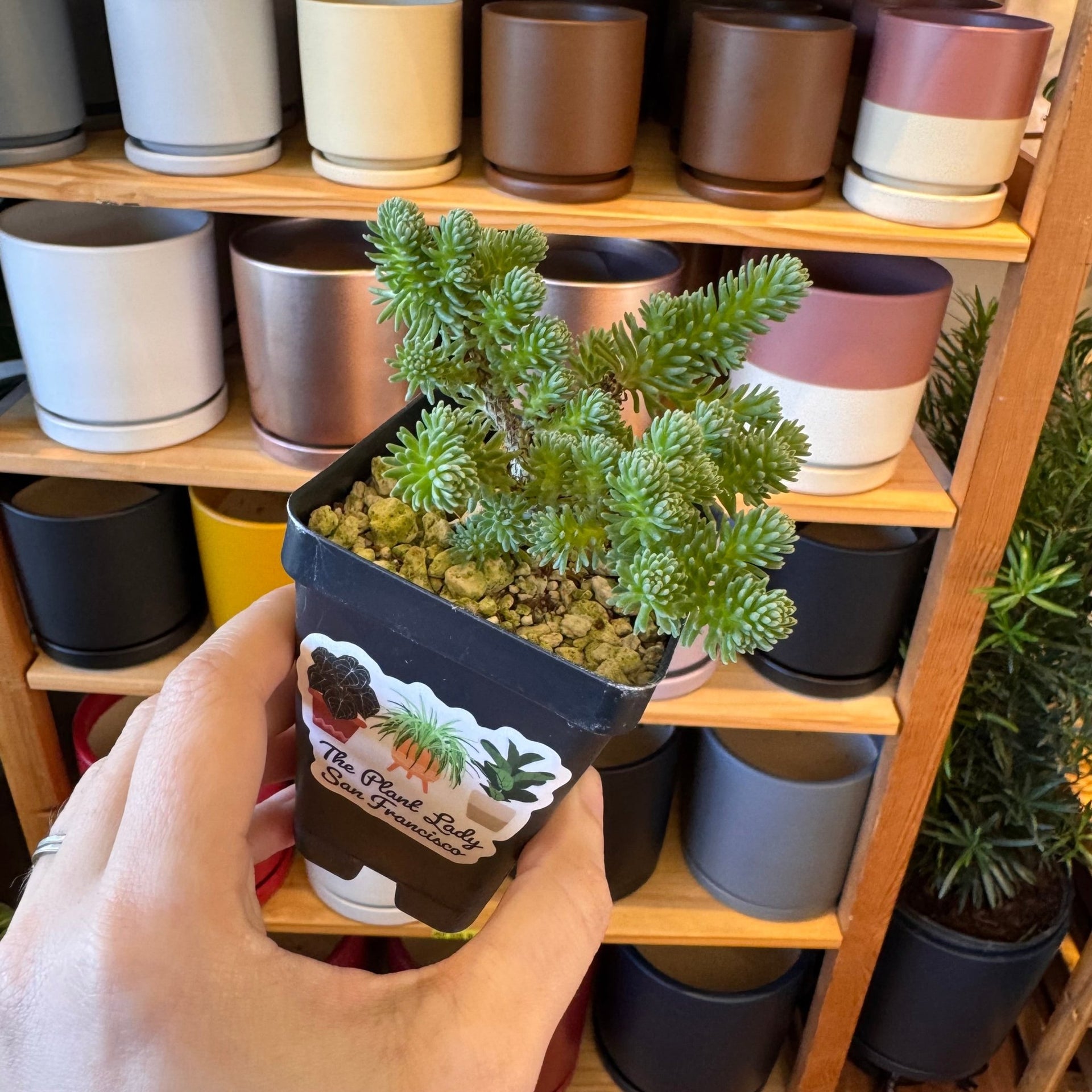 sedum multiceps bonsai Sedum multiceps (Mini Joshua Tree) – The Plant Lady SF