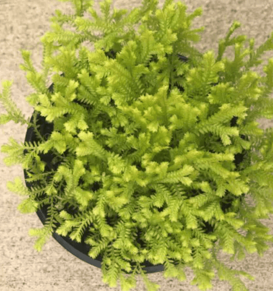 Selaginella kraussiana 'Aurea' - The Plant Lady SF