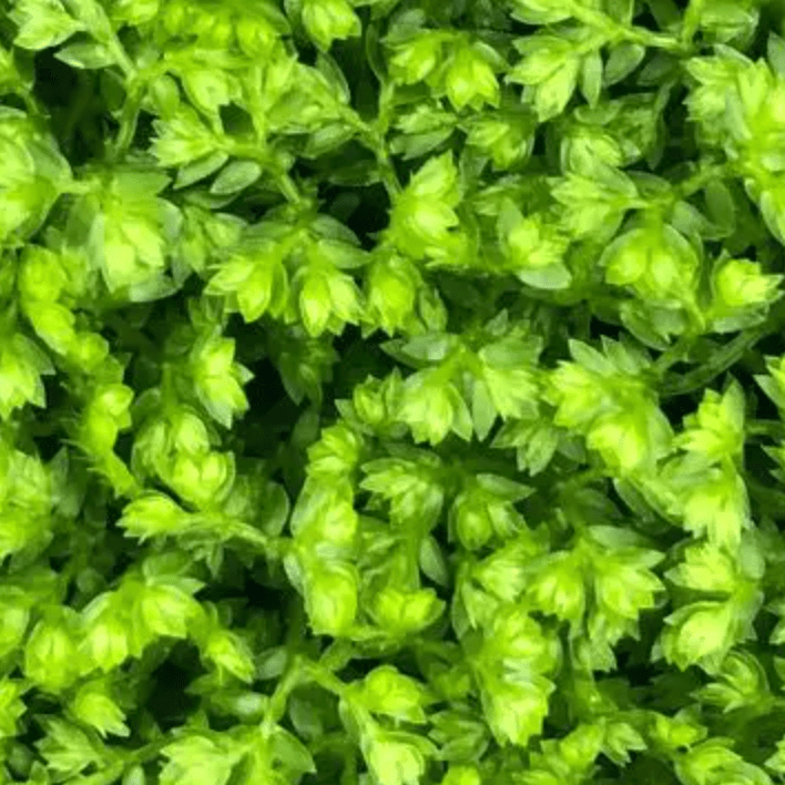 Selaginella kraussiana 'Brownii' (Spike moss) - The Plant Lady SF