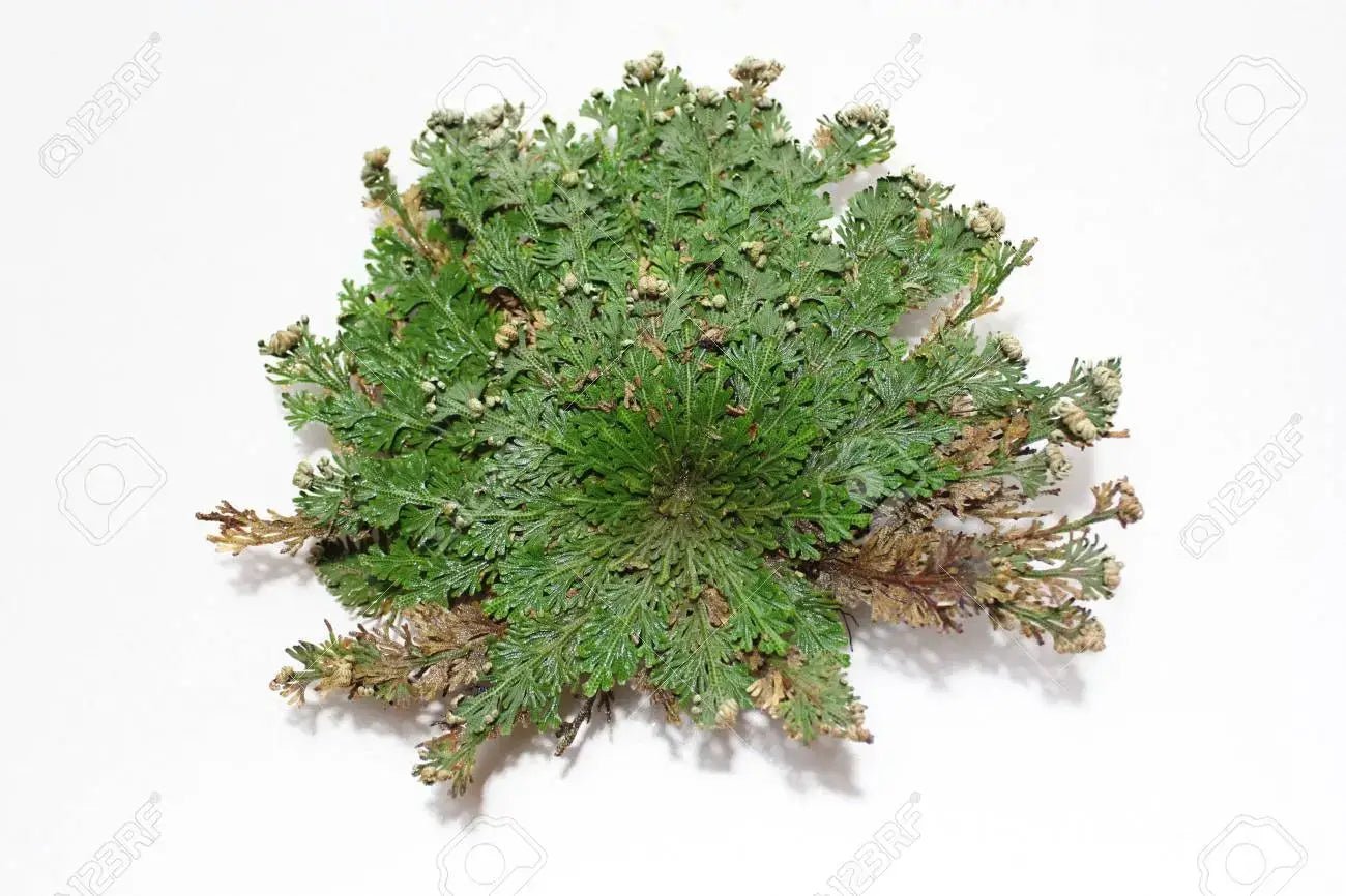 Selaginella lepidophylla AKA Rose of Jericho, Resurrection Fern - The Plant Lady SF