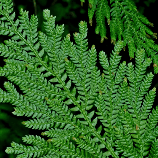Selaginella moellendorffii - The Plant Lady SF