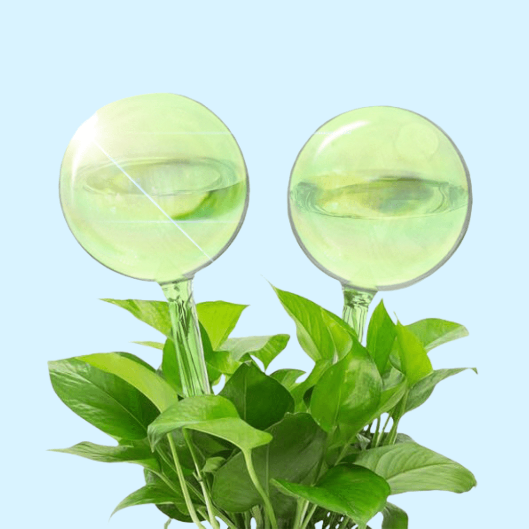 Self - Watering Plant Globes - The Plant Lady SF