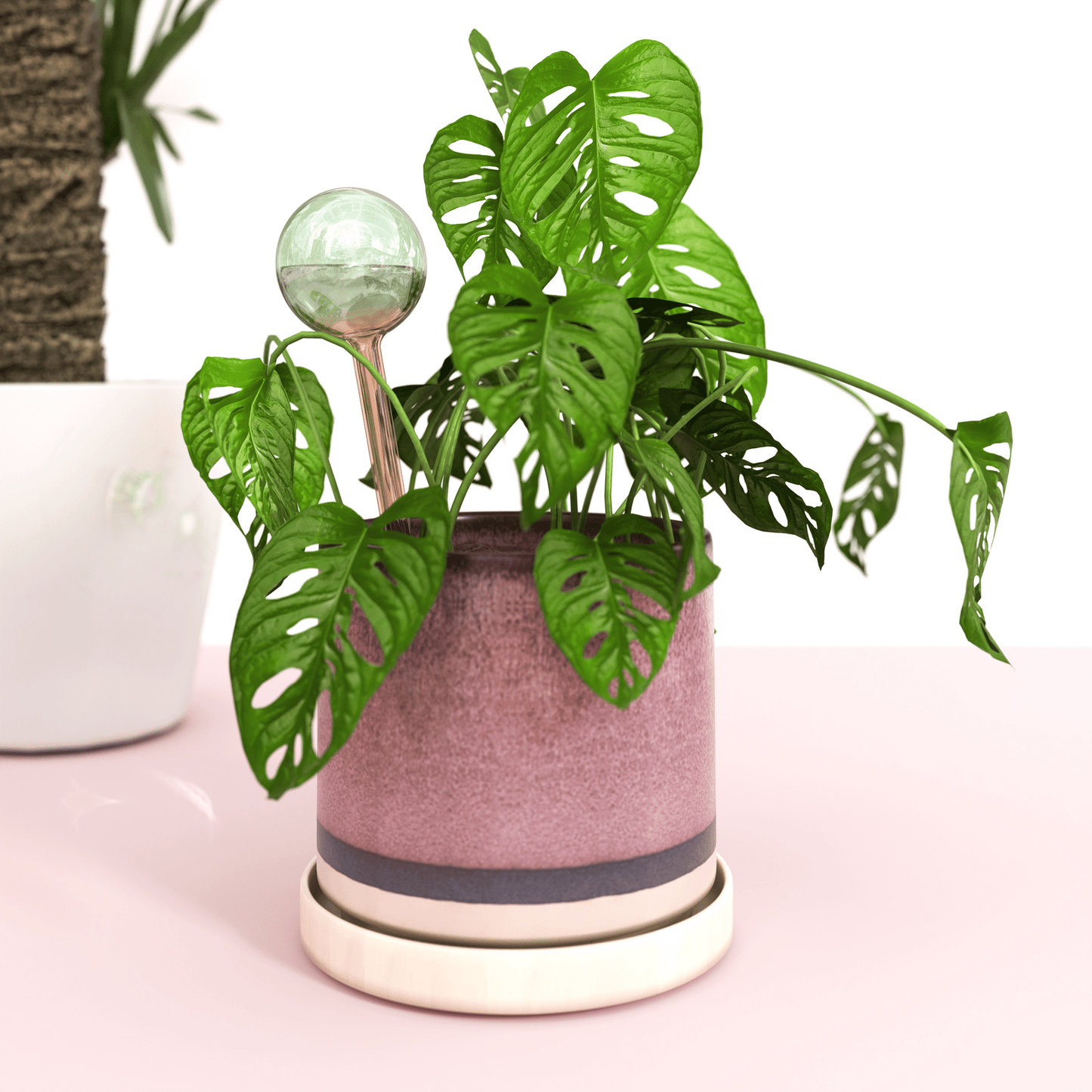 Self - Watering Plant Globes - The Plant Lady SF