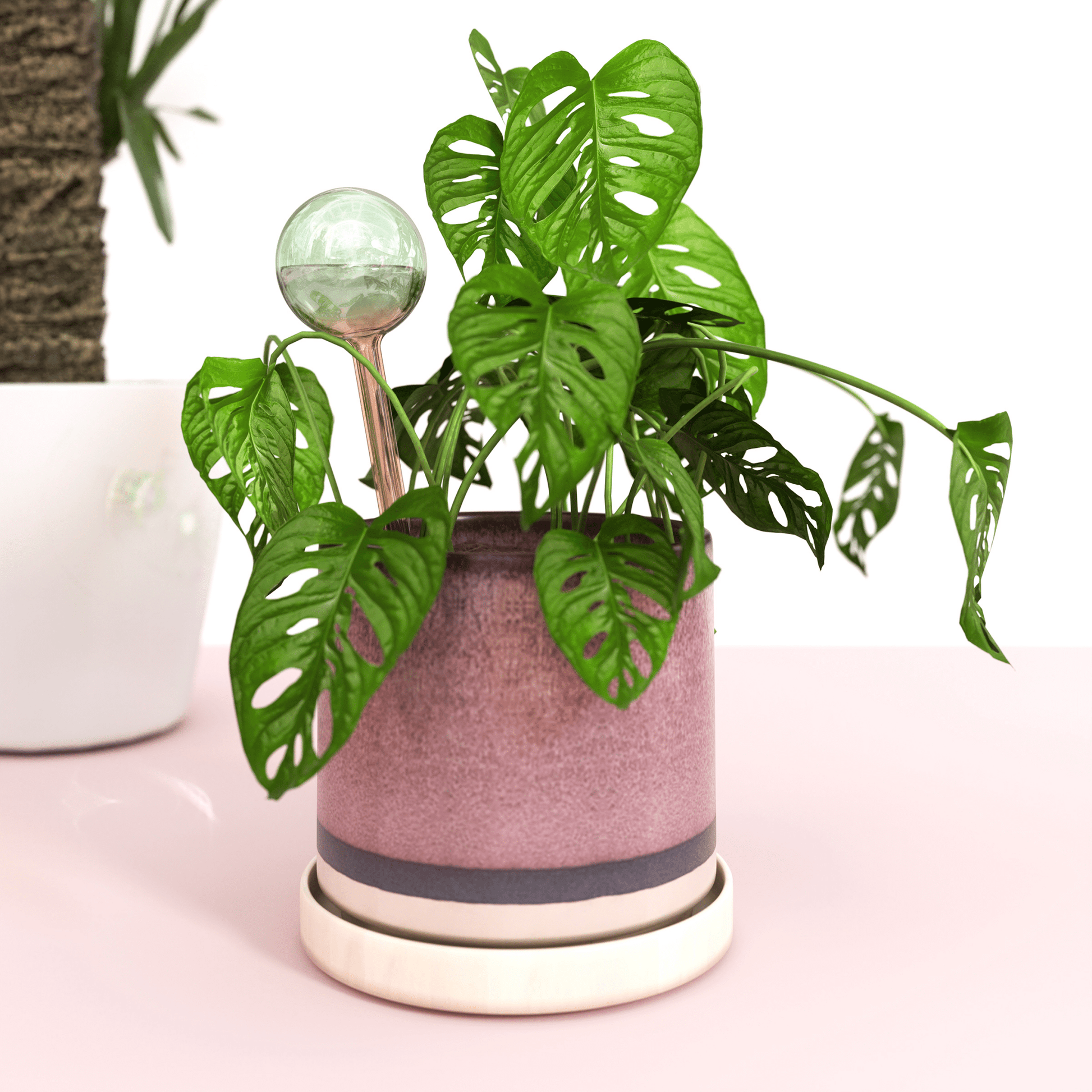 Self - Watering Plant Globes - The Plant Lady SF
