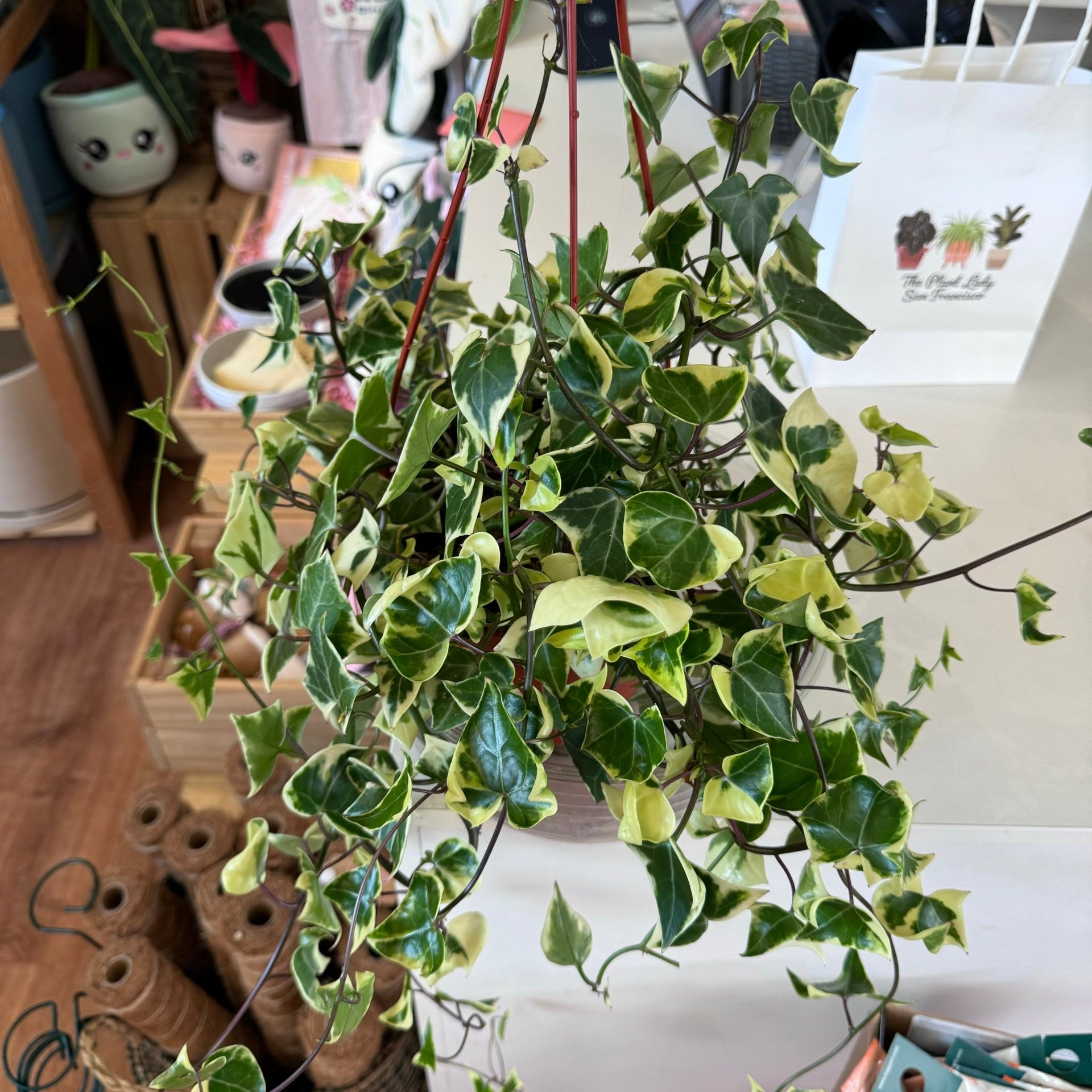 waxy leaf hanging plant Senecio macroglossus (Wax Ivy Plant) – The Plant Lady SF