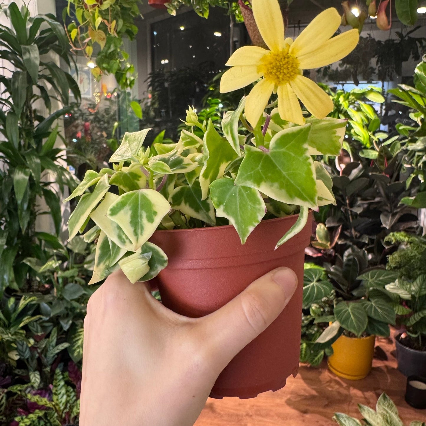 succulent ivy plant Senecio macroglossus (Wax Ivy Plant) – The Plant Lady SF