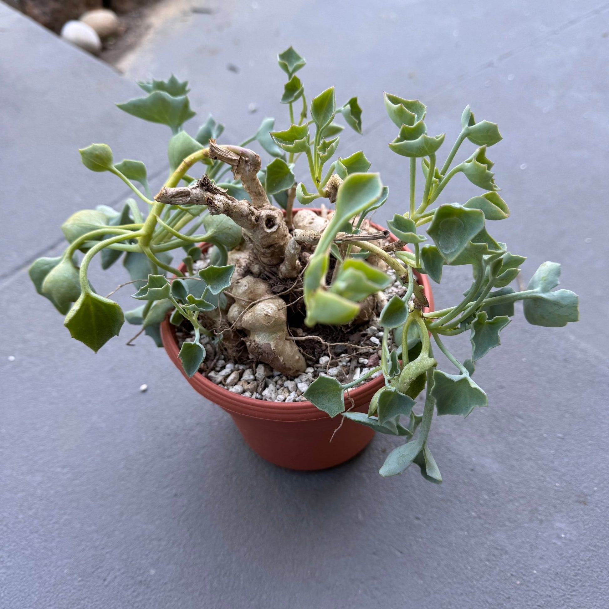 Senecio tropaeolifolius - The Plant Lady SF