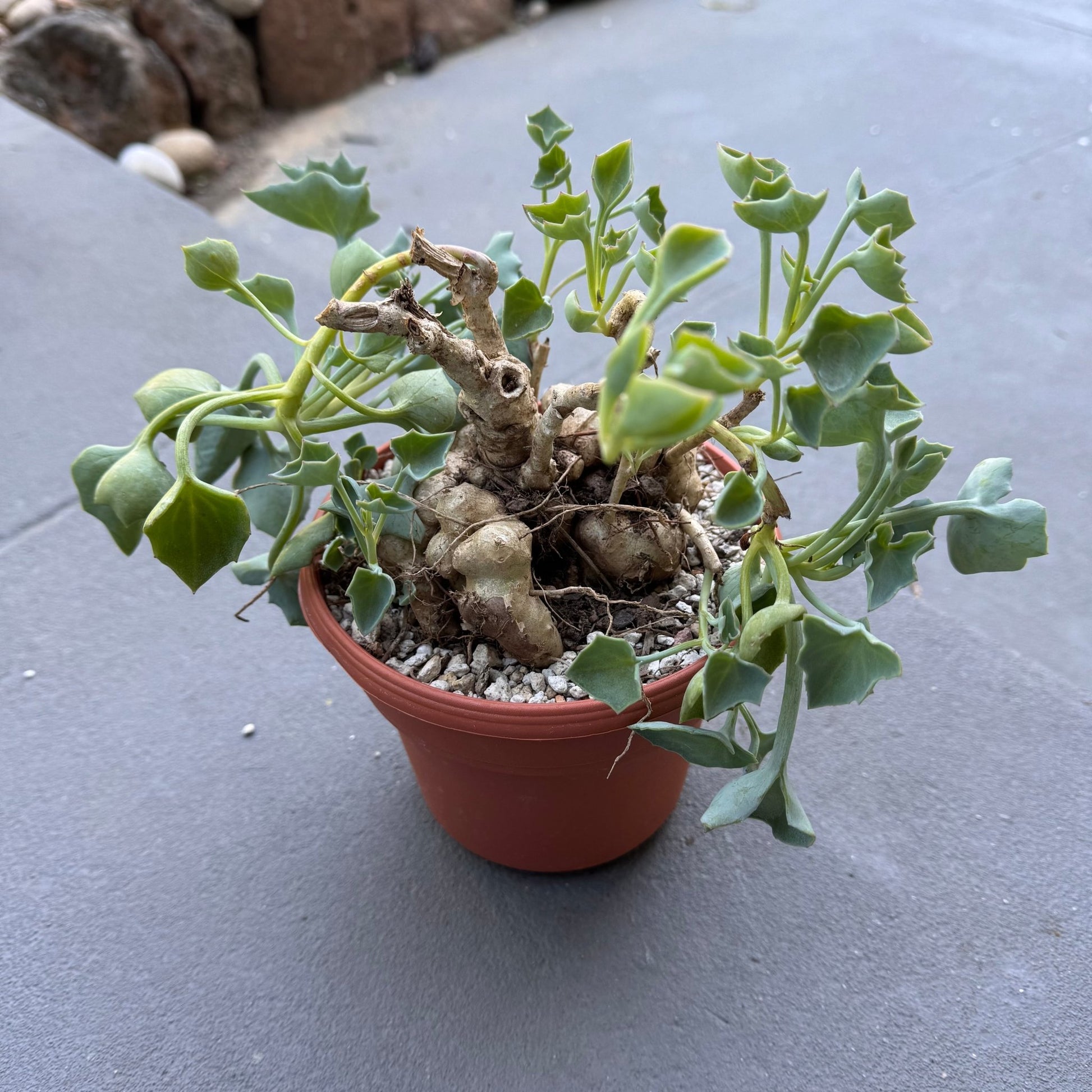 Senecio tropaeolifolius - The Plant Lady SF
