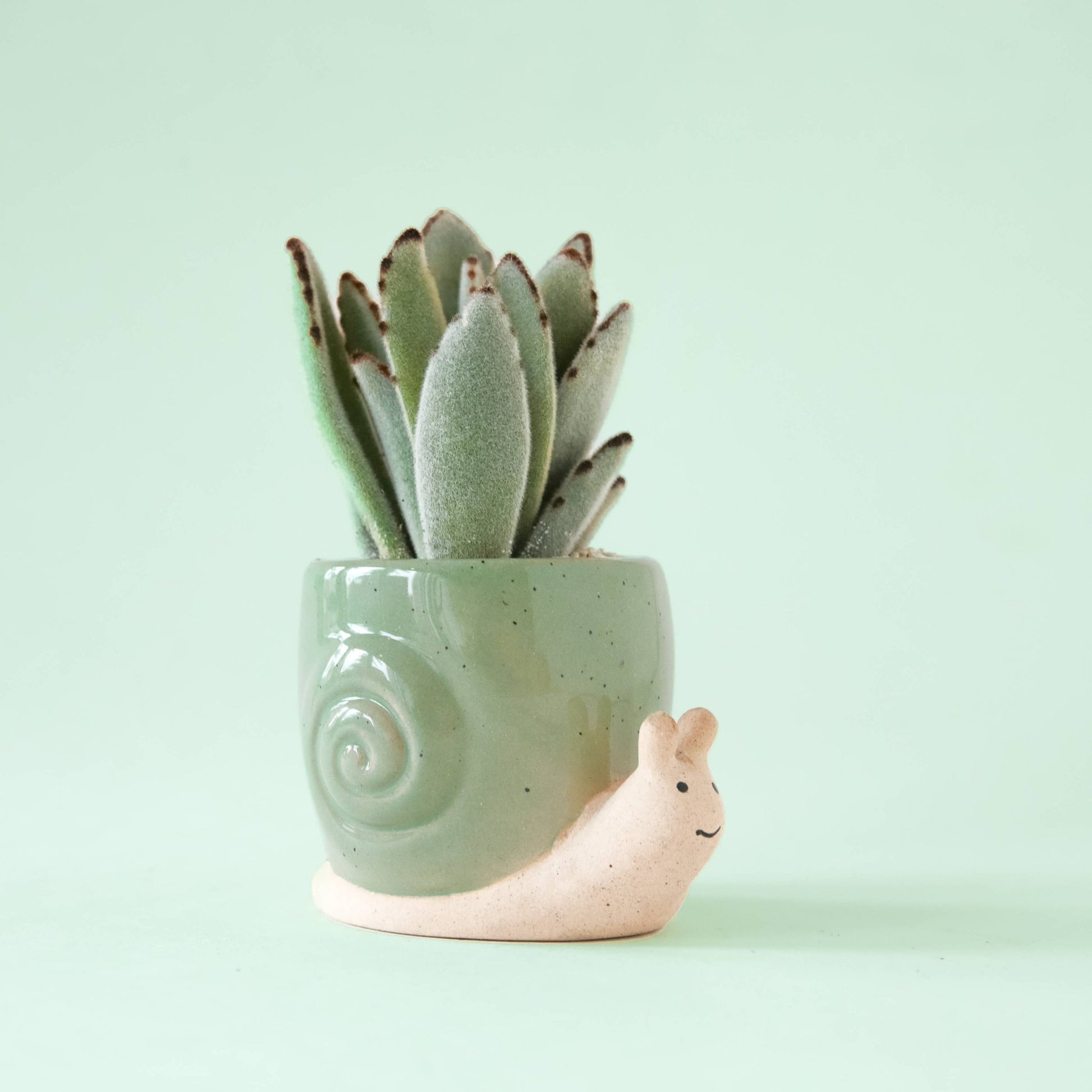 Snail Planter - The Plant Lady SF
