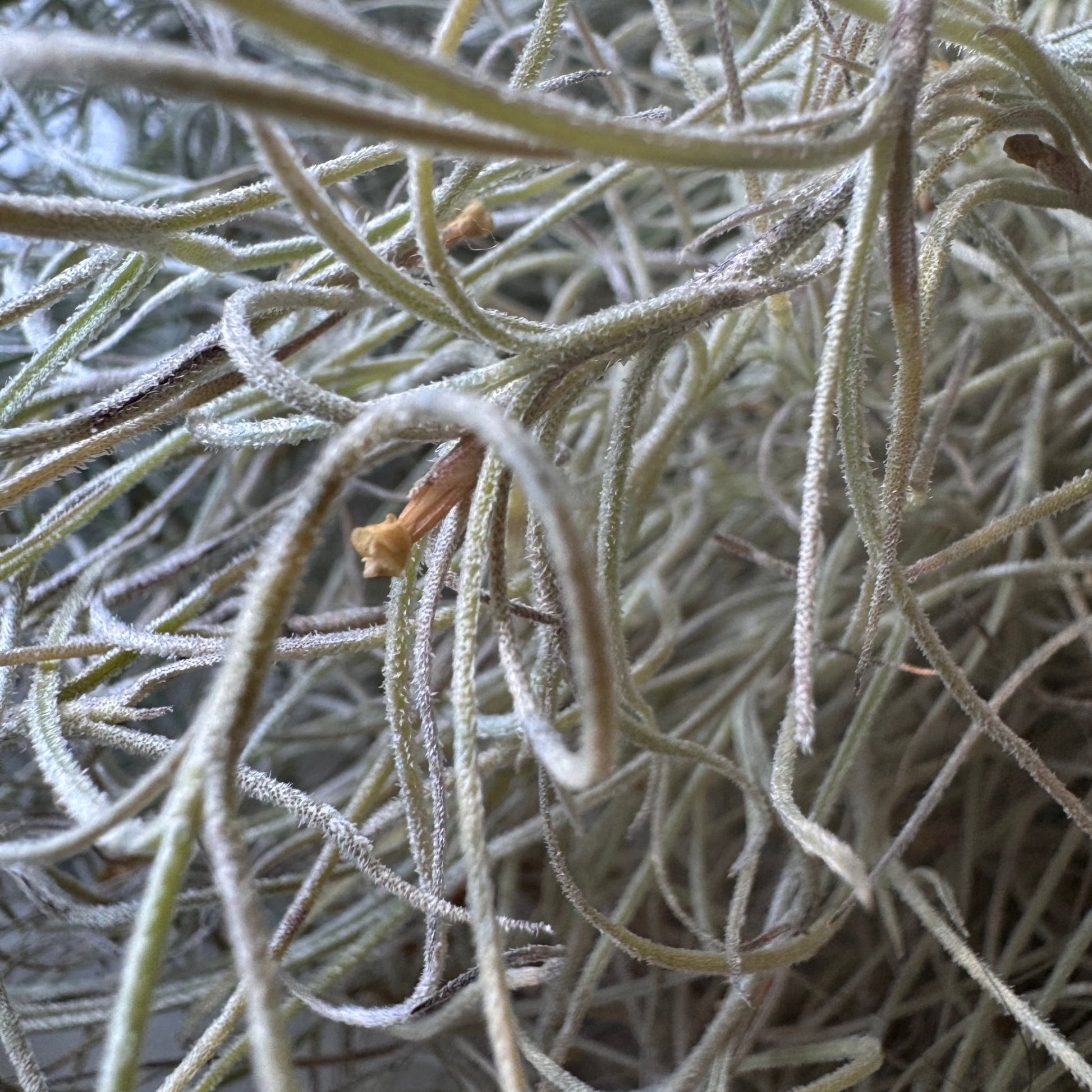is spanish moss an air plant Spanish Moss (Tillandsia usneoides) – The Plant Lady SF
