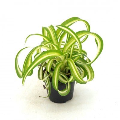 Spider Plant - Bonnie (Curly) - The Plant Lady SF