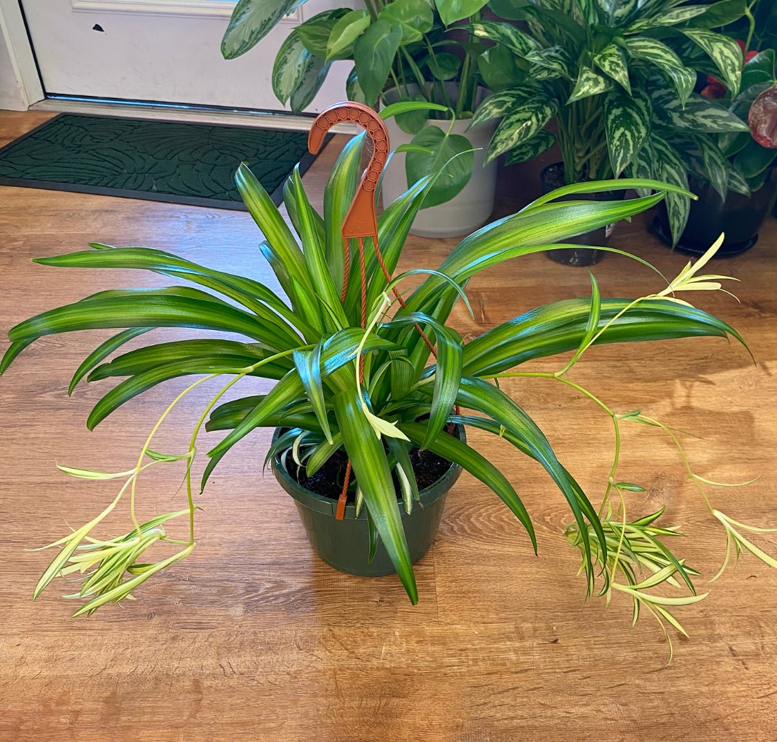 Spider Plant (Chlorophytum comosum) - The Plant Lady SF