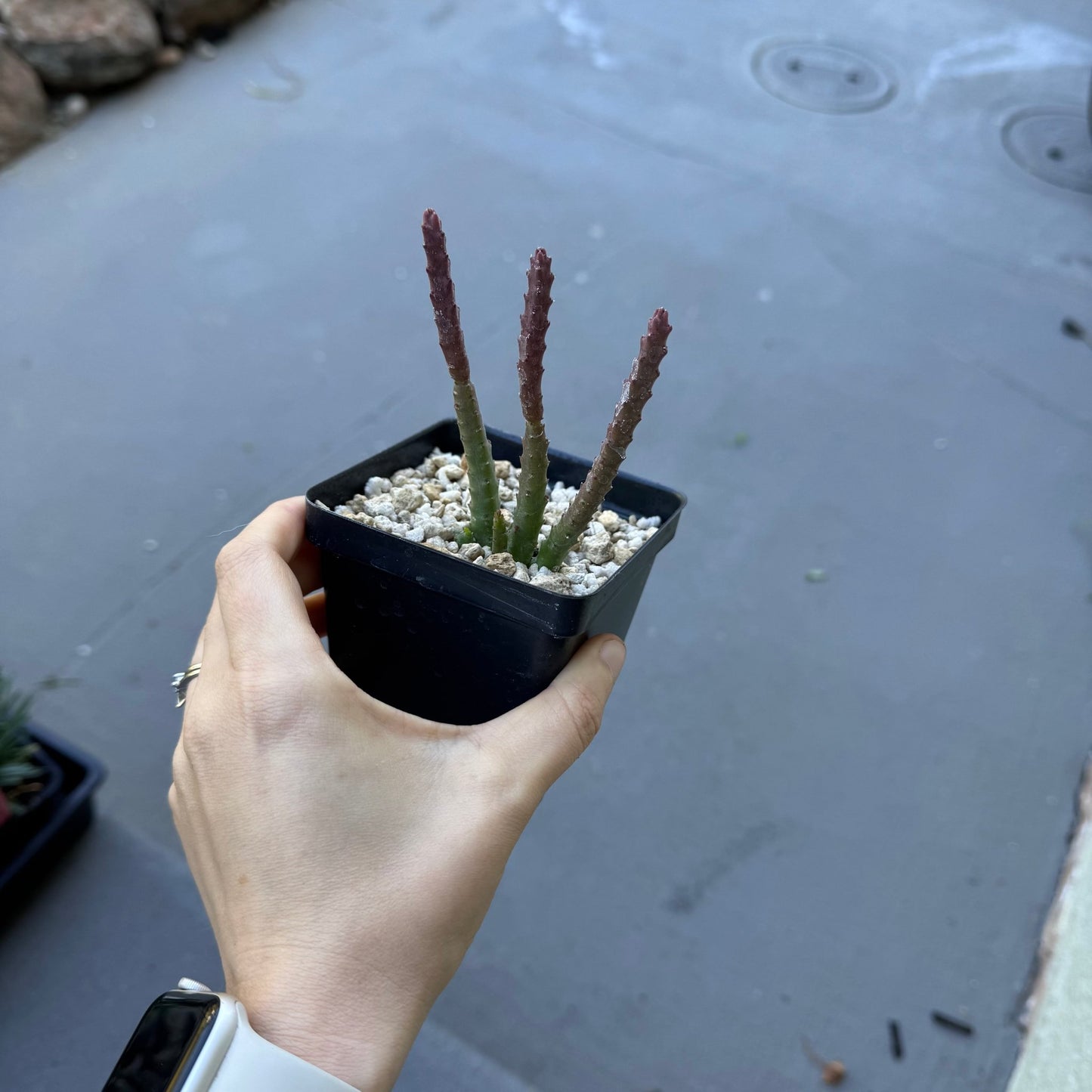 Stapelia scitula (red flower) - The Plant Lady SF