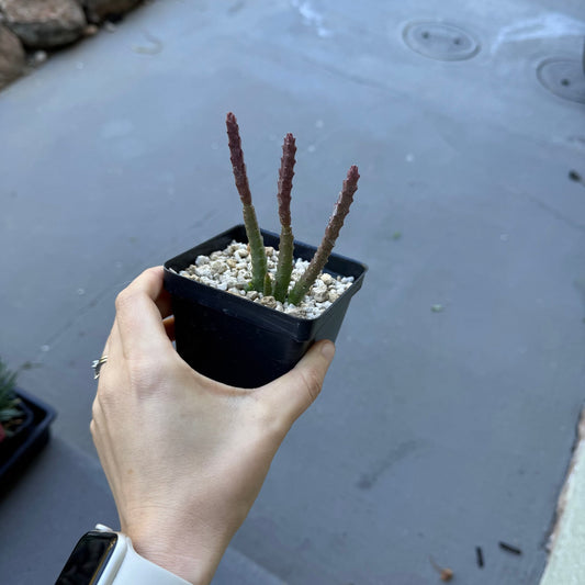 Stapelia scitula (red flower) - The Plant Lady SF