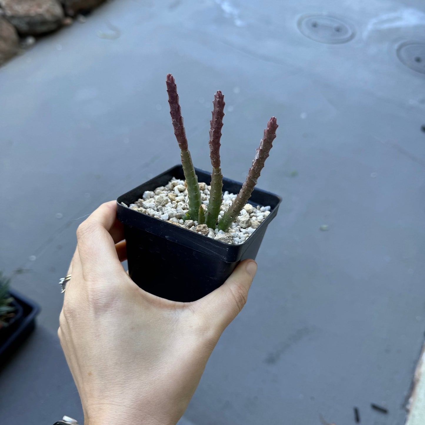 Stapelia scitula (red flower) - The Plant Lady SF