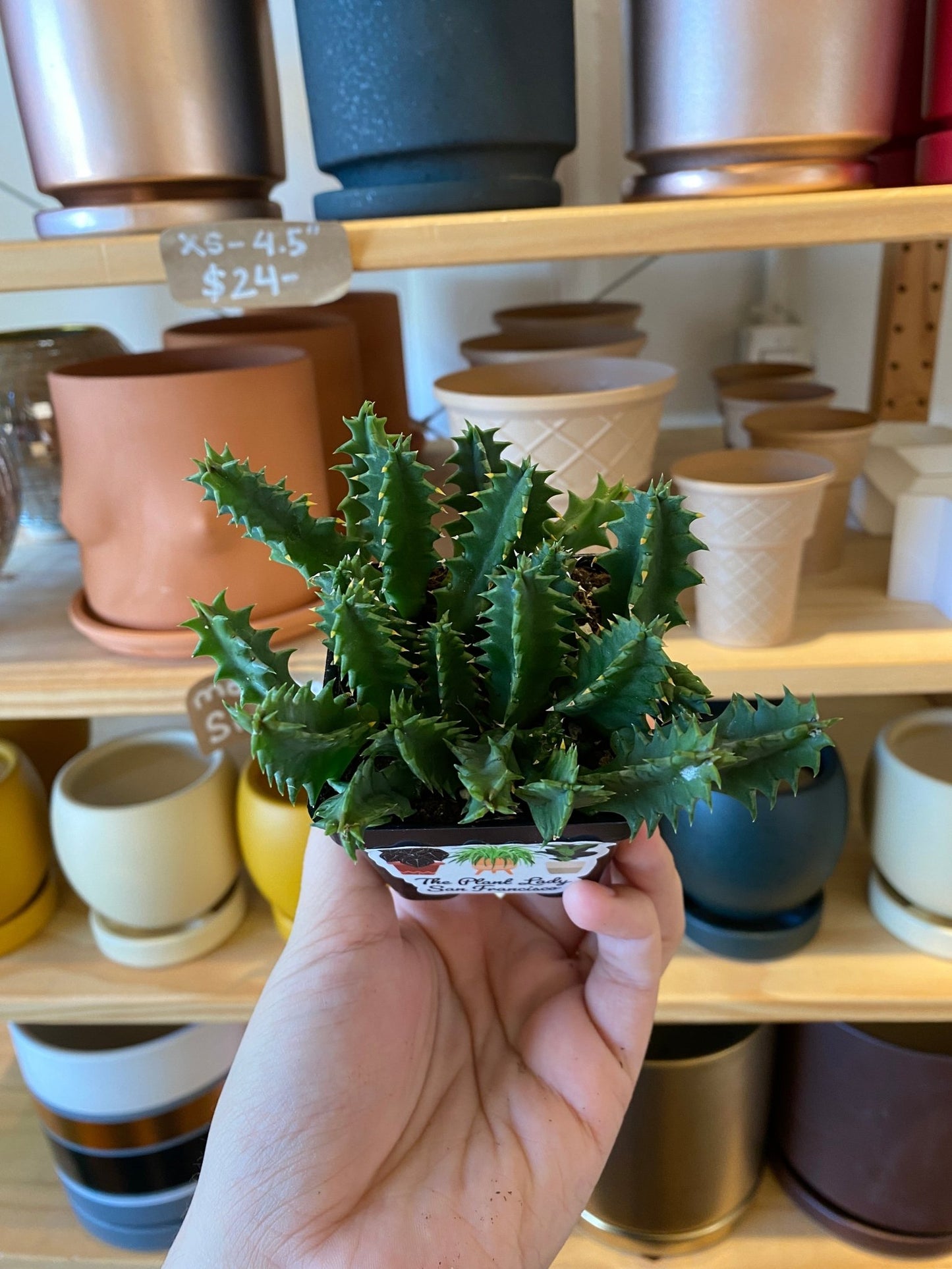 Stapelia zebrina - The Plant Lady SF