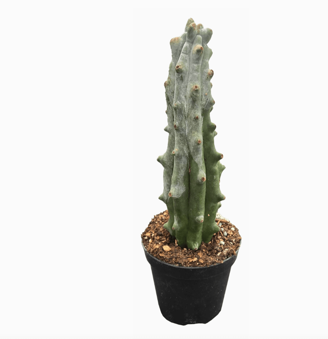 Stenocereus beneckei "Ghost White Boobie Cactus" - The Plant Lady SF