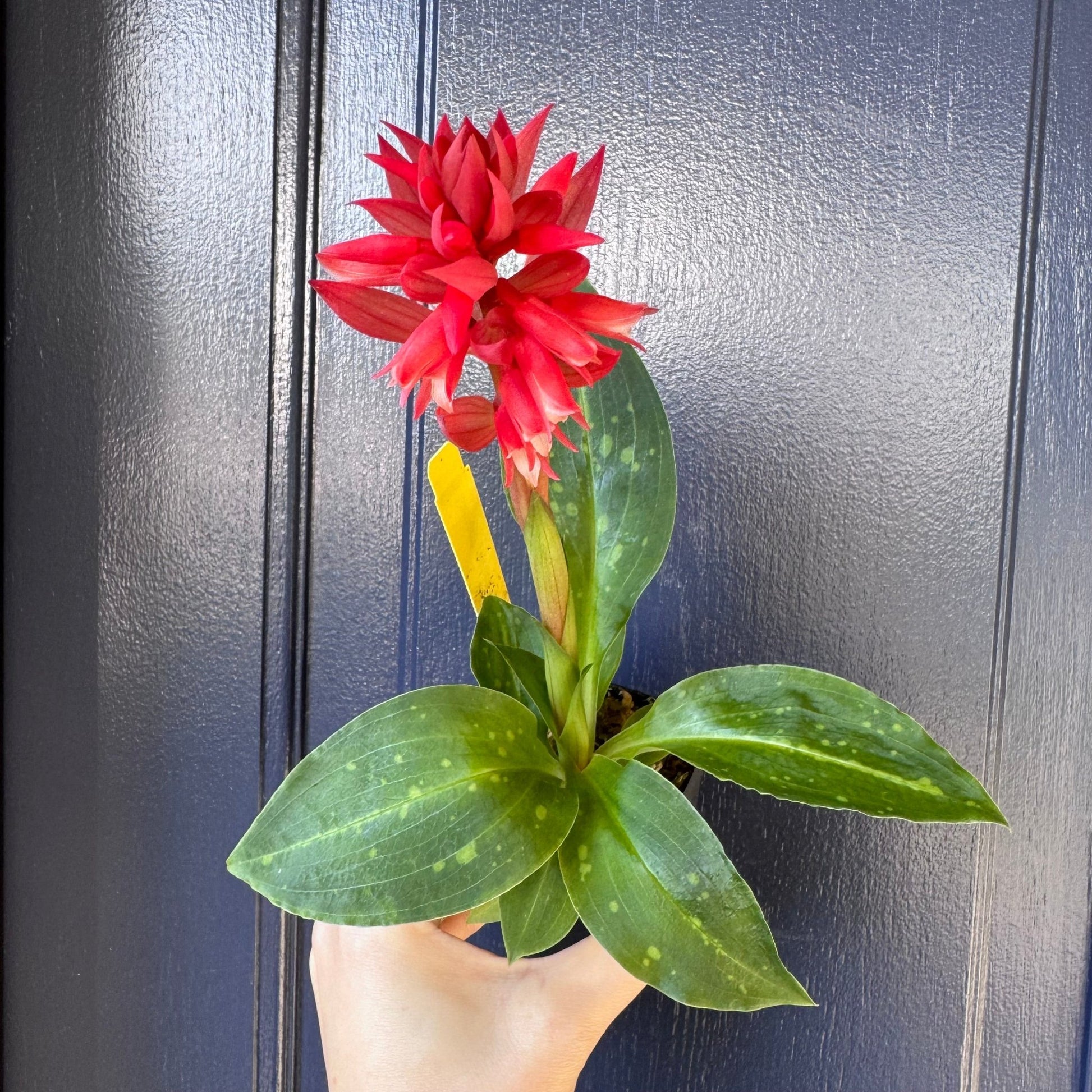 Stenorrhynchos speciosum - The Plant Lady SF