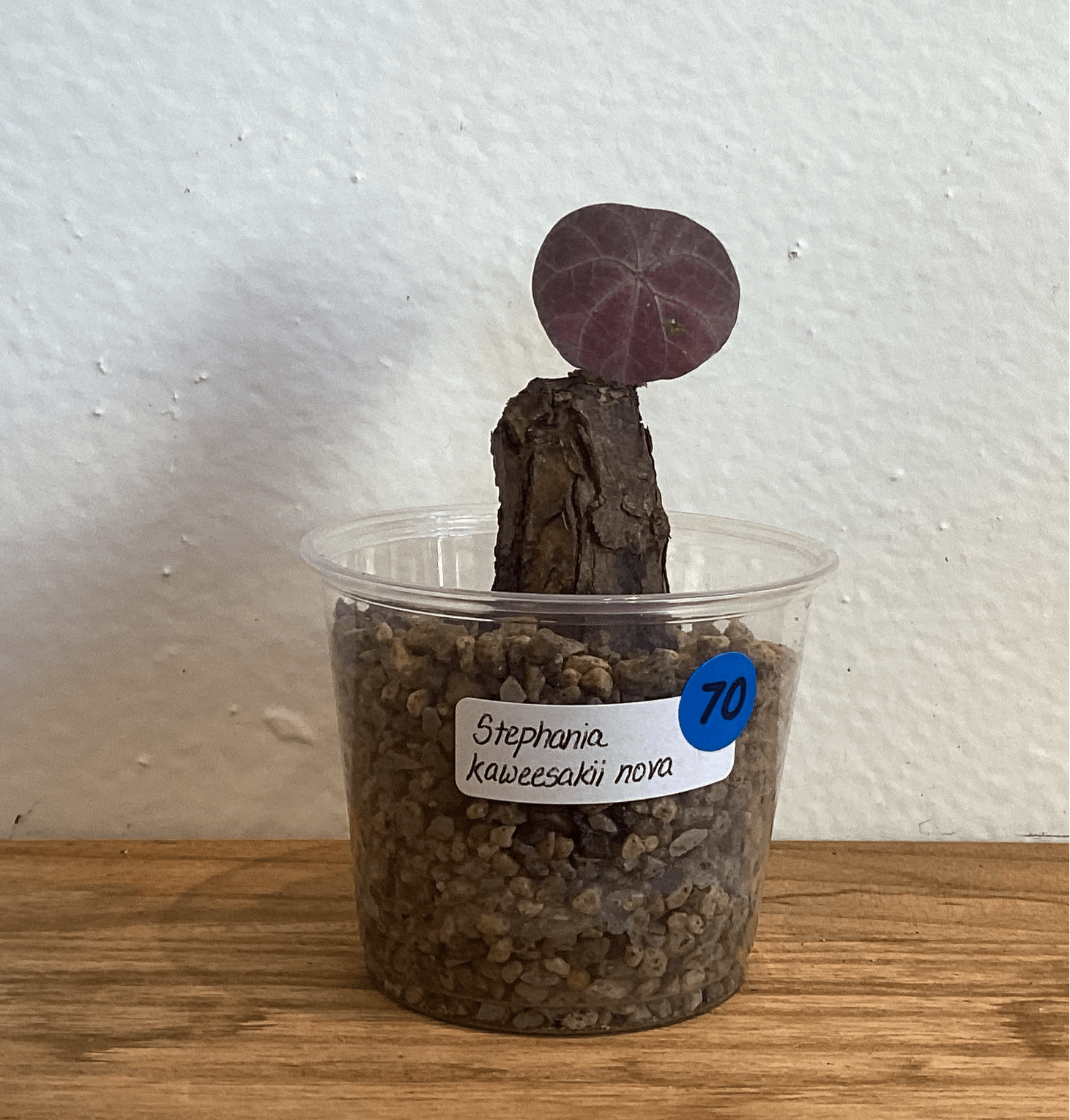 Stephania kaweesakii Nova - The Plant Lady SF