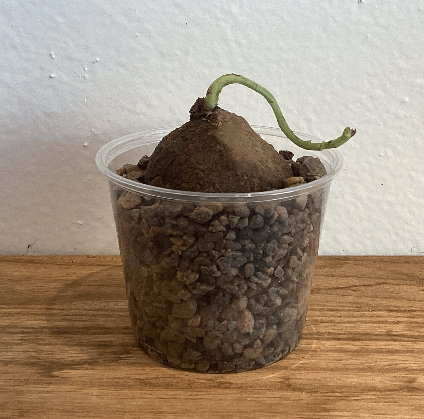 Stephanie erecta – The Plant Lady SF