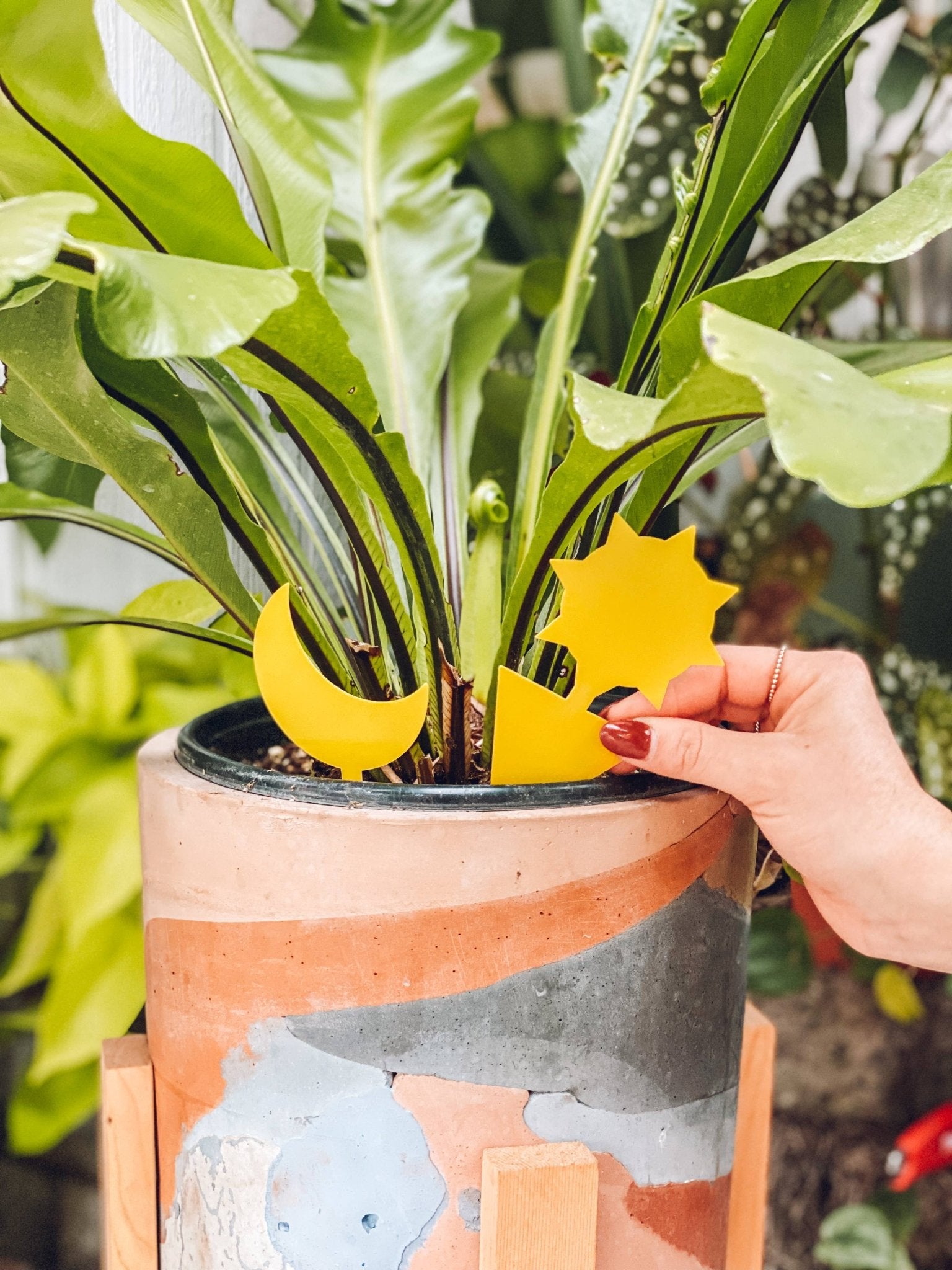 Sticky Traps - The Plant Lady SF