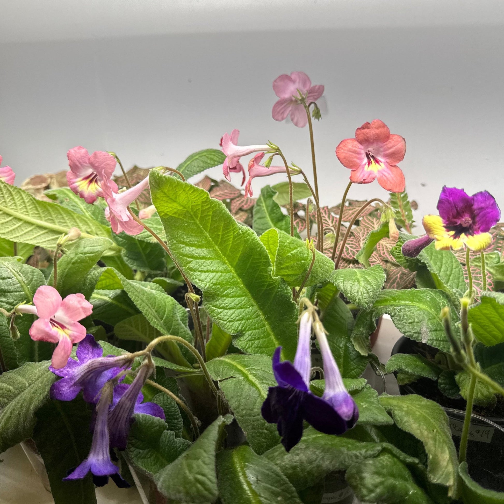 Streptocarpus assorted - The Plant Lady SF