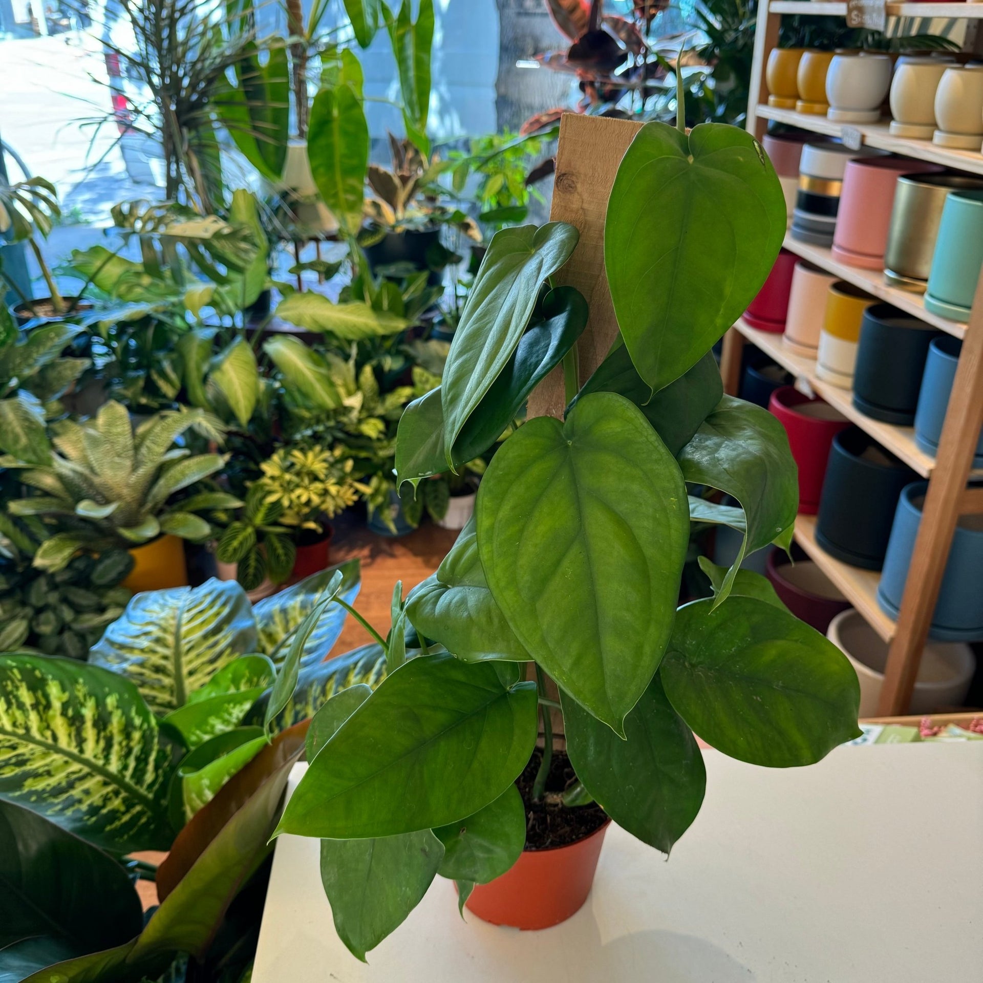 philodendron chiapense Syngonium macrophyllum