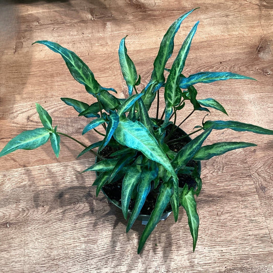 Syngonium podophyllum ‘Tri - leaf Wonder’ - The Plant Lady SF