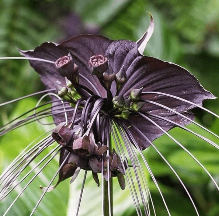 Tacca chantrieri "Black Bat" - The Plant Lady SF