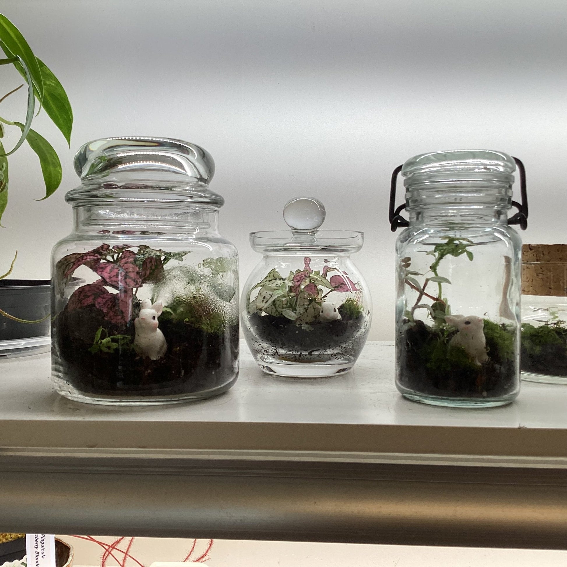 Terrariums by Linden Moss - The Plant Lady SF