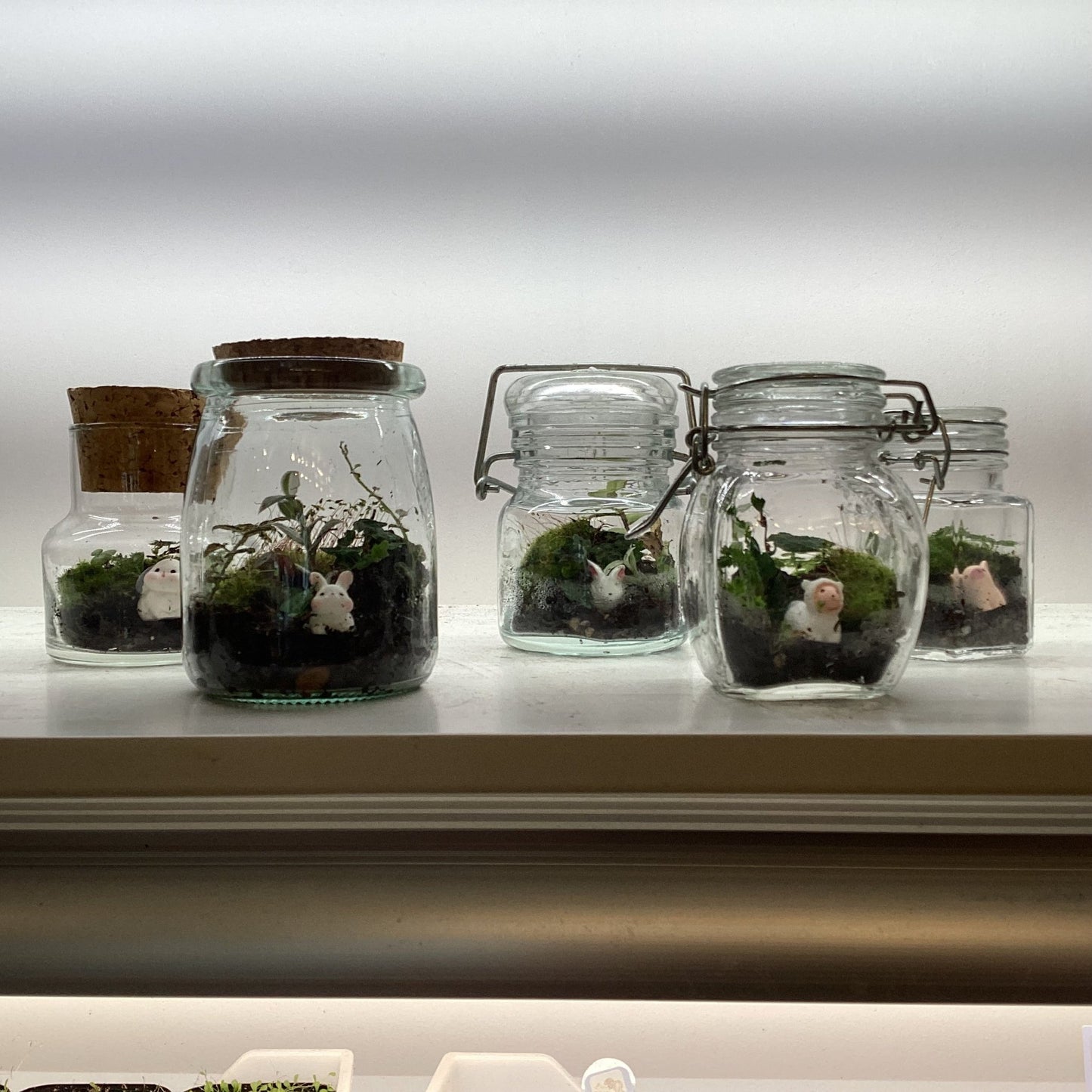 Terrariums by Linden Moss - The Plant Lady SF