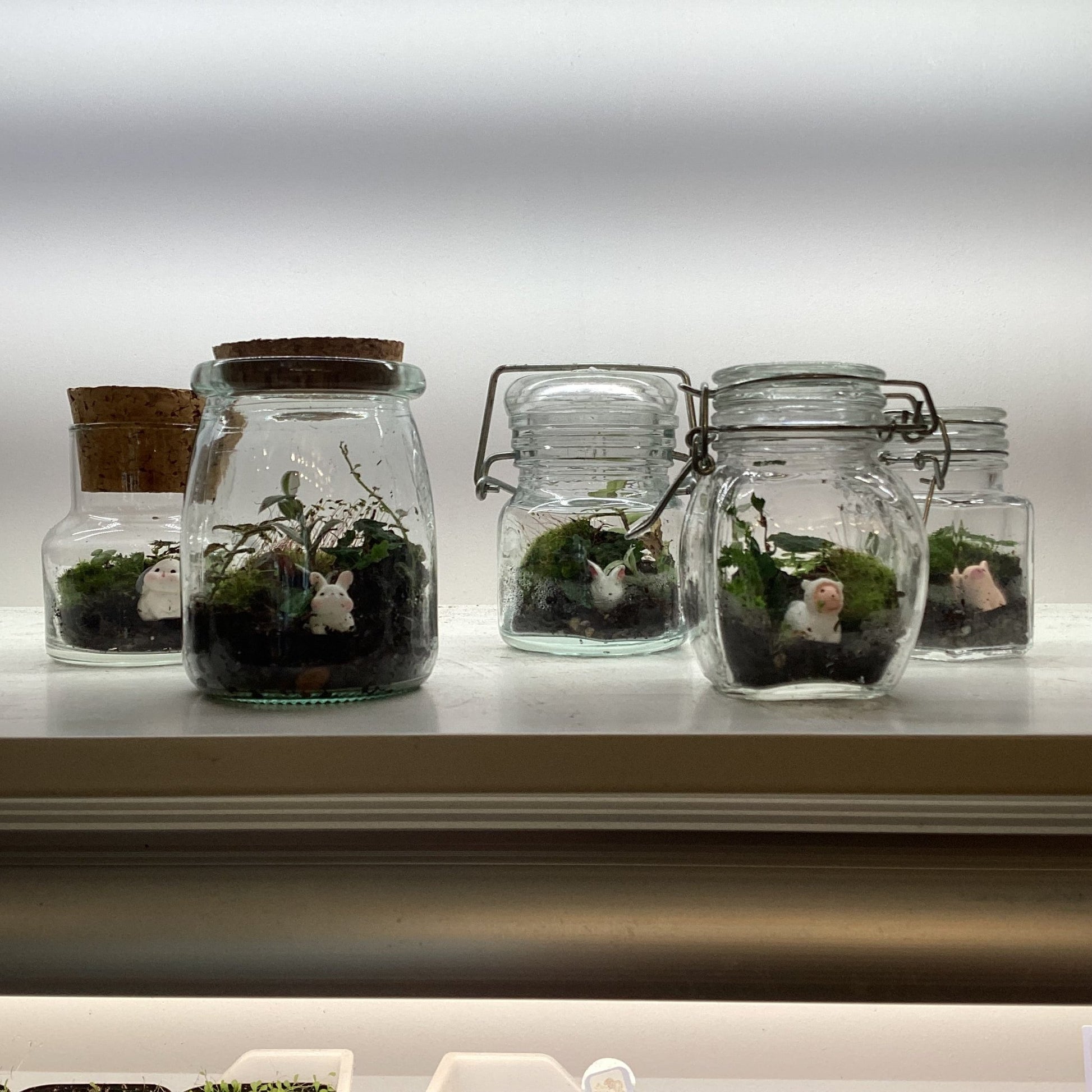 Terrariums by Linden Moss - The Plant Lady SF