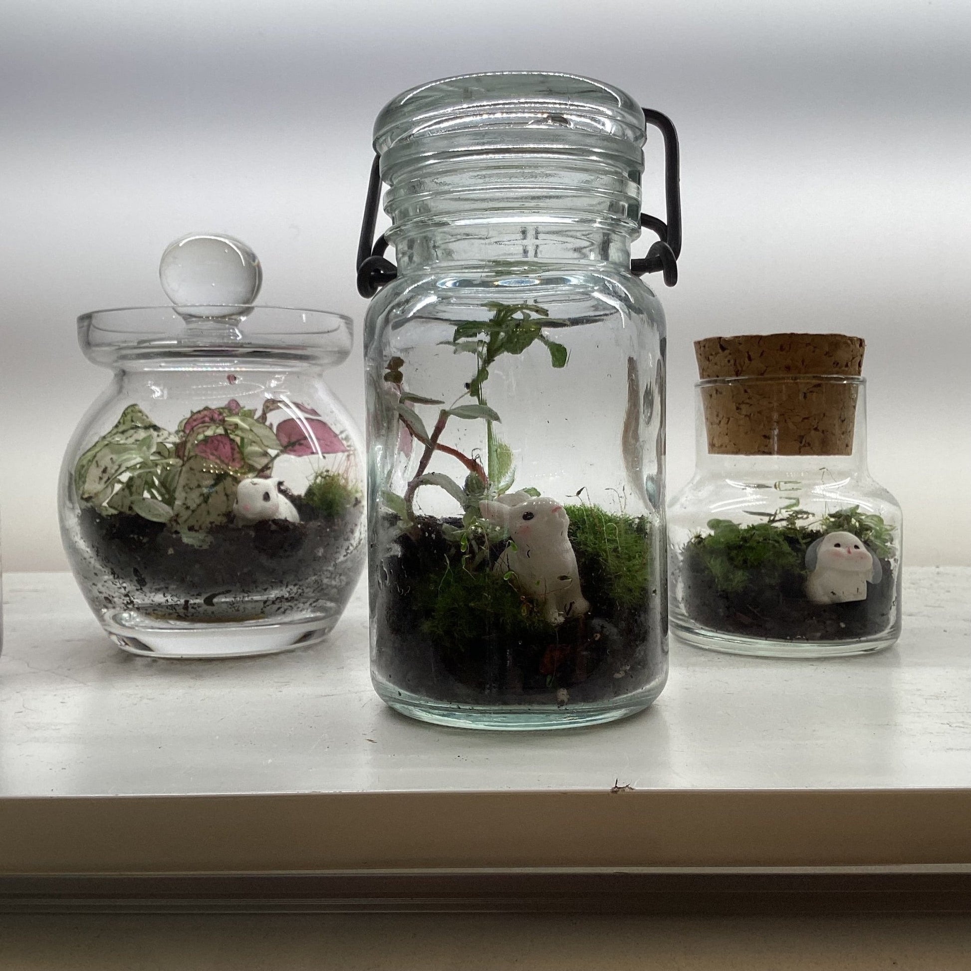 Terrariums by Linden Moss - The Plant Lady SF