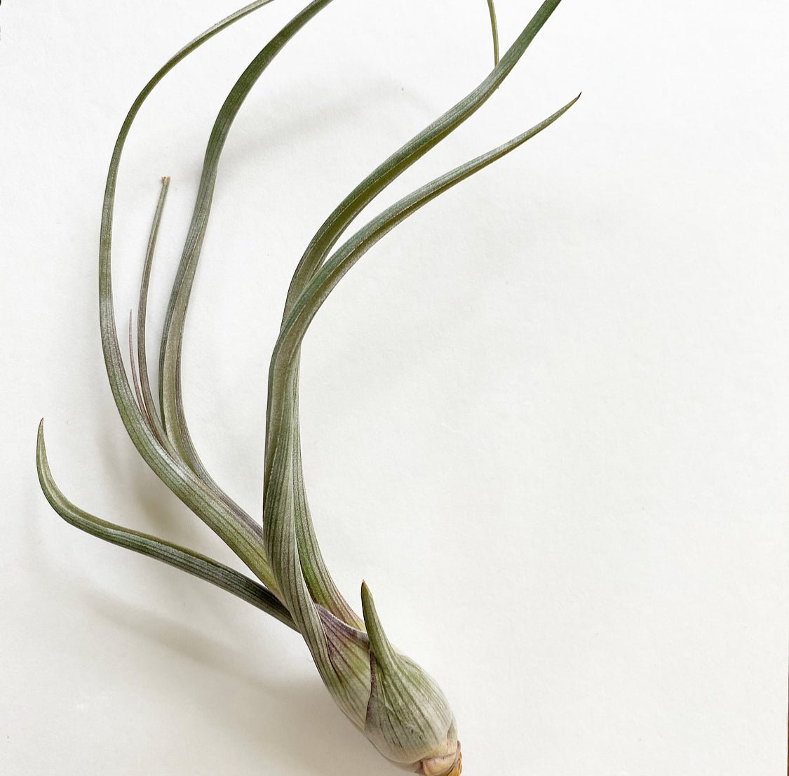 Tillandsia baileyi - The Plant Lady SF