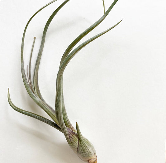 Tillandsia baileyi - The Plant Lady SF