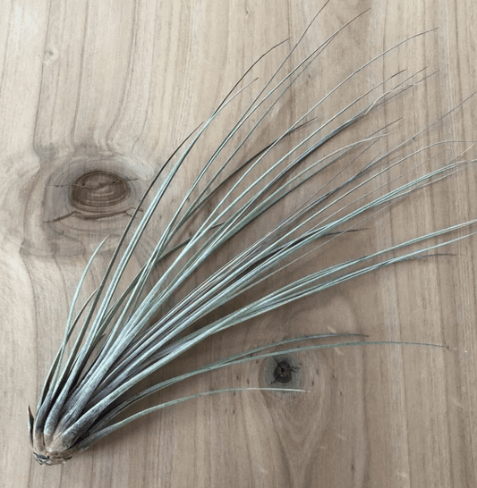 Tillandsia juncea - The Plant Lady SF
