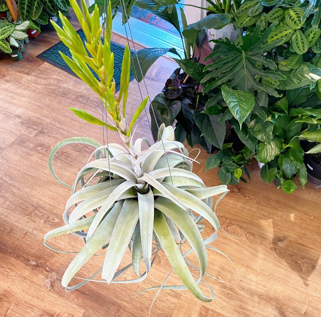Tillandsia xerographica - The Plant Lady SF