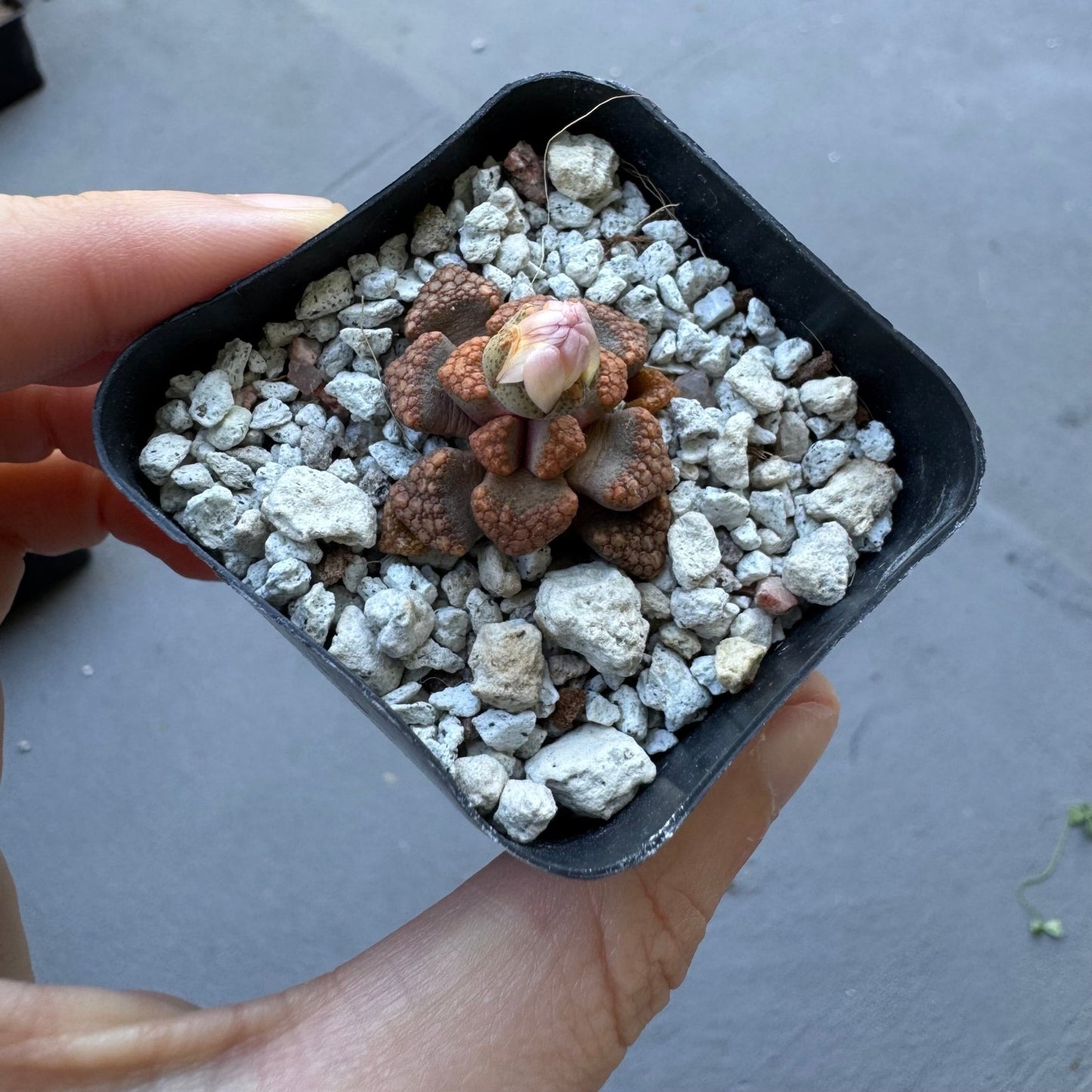 Titanopsis hugo - schlechteri - The Plant Lady SF