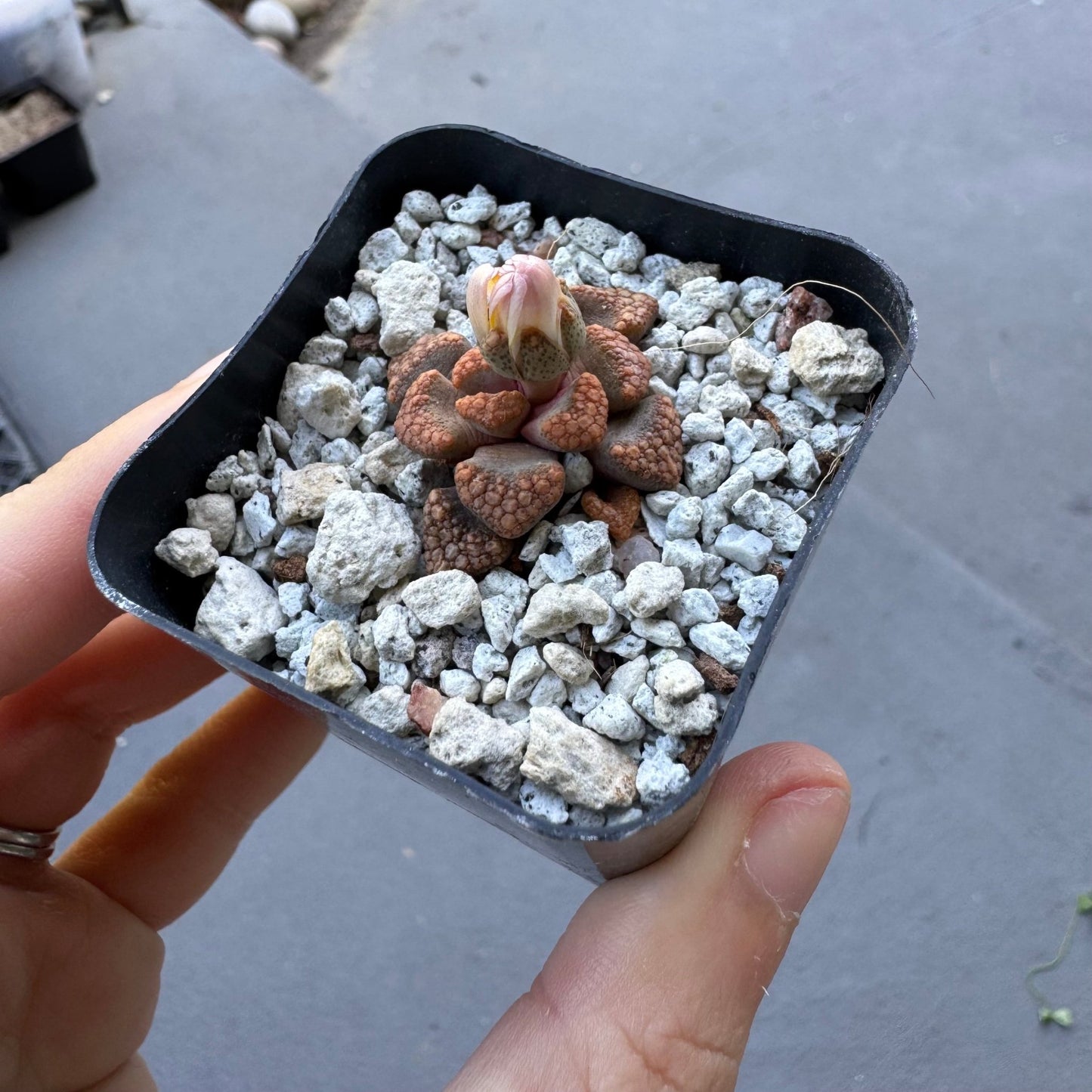 Titanopsis hugo - schlechteri - The Plant Lady SF