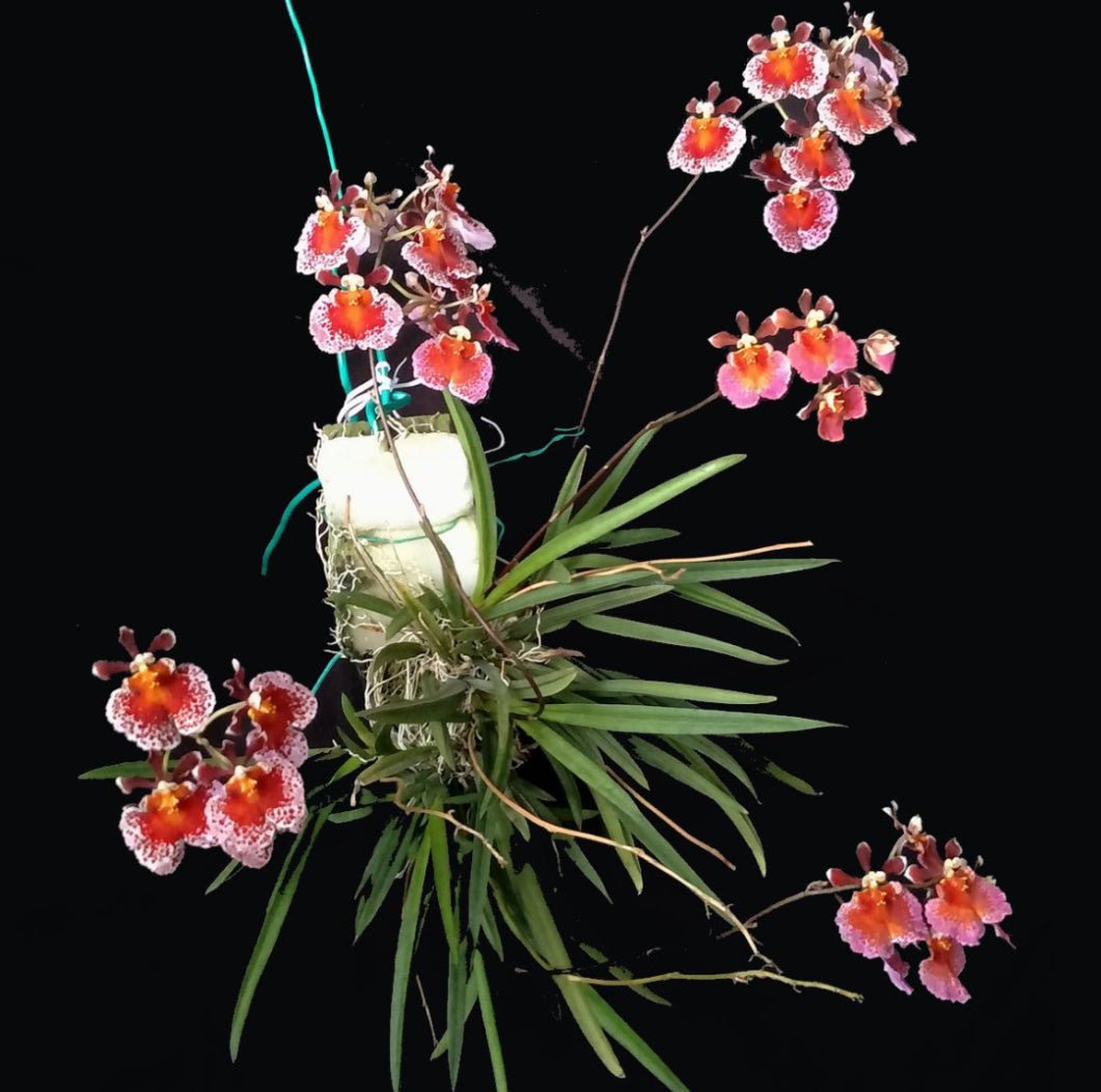 Tolumnia hybrid - The Plant Lady SF