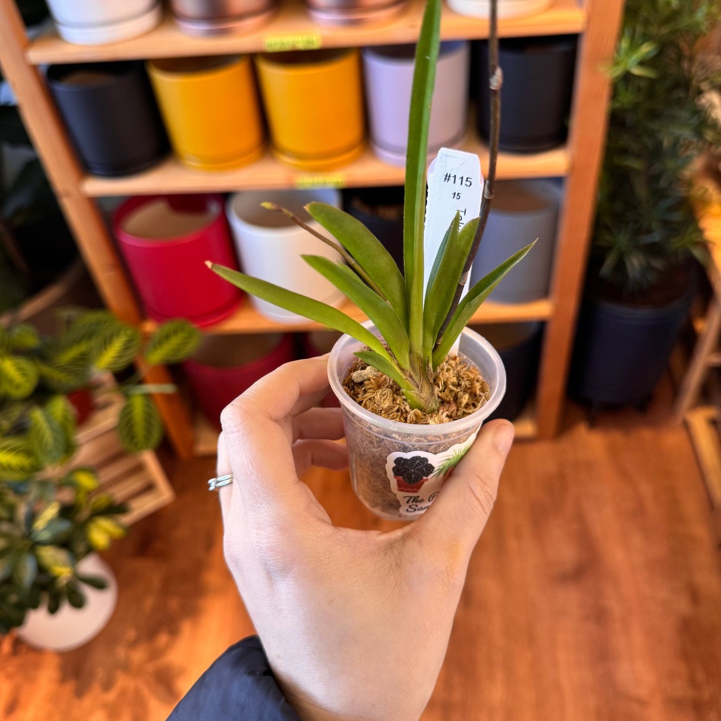 Tolumnia hybrid - The Plant Lady SF