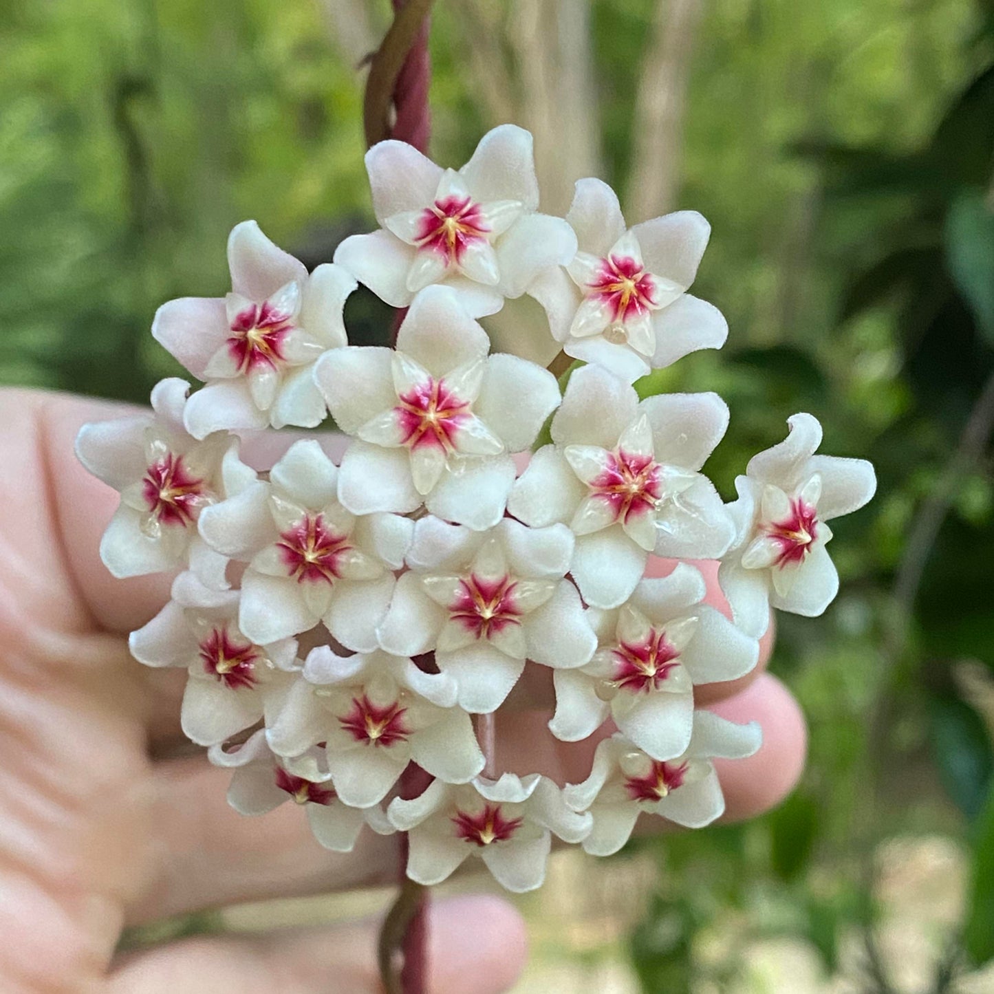 Hoya carnosa 'Wilbur Graves' "China"