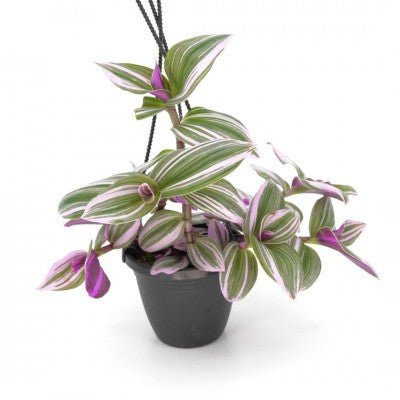 Tradescantia albiflora 'Nanouk' - The Plant Lady SF