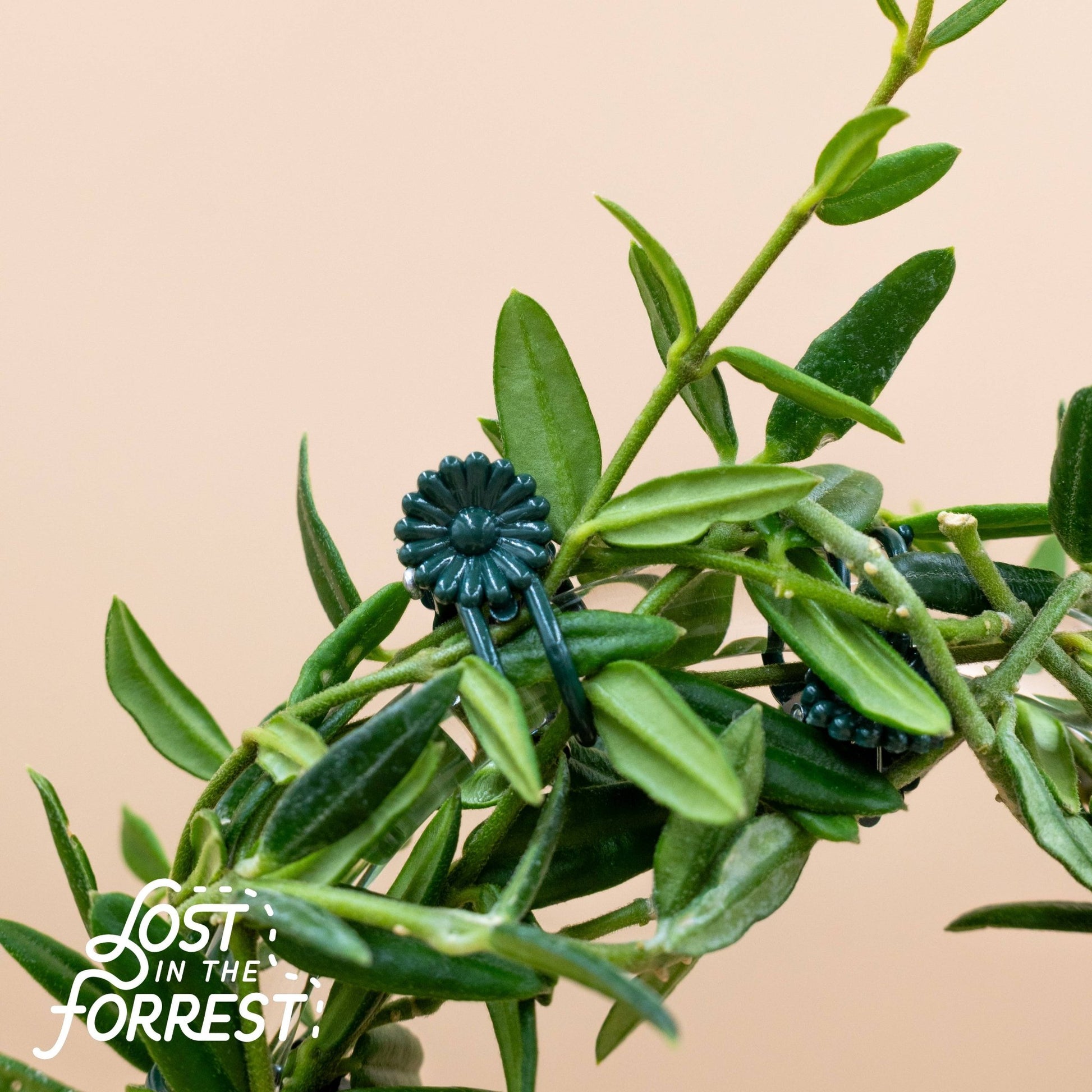 Trellis Clips - The Plant Lady SF